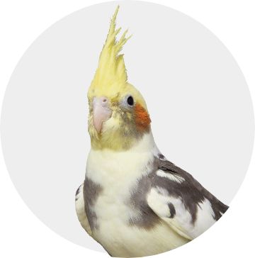 Cockatiel
